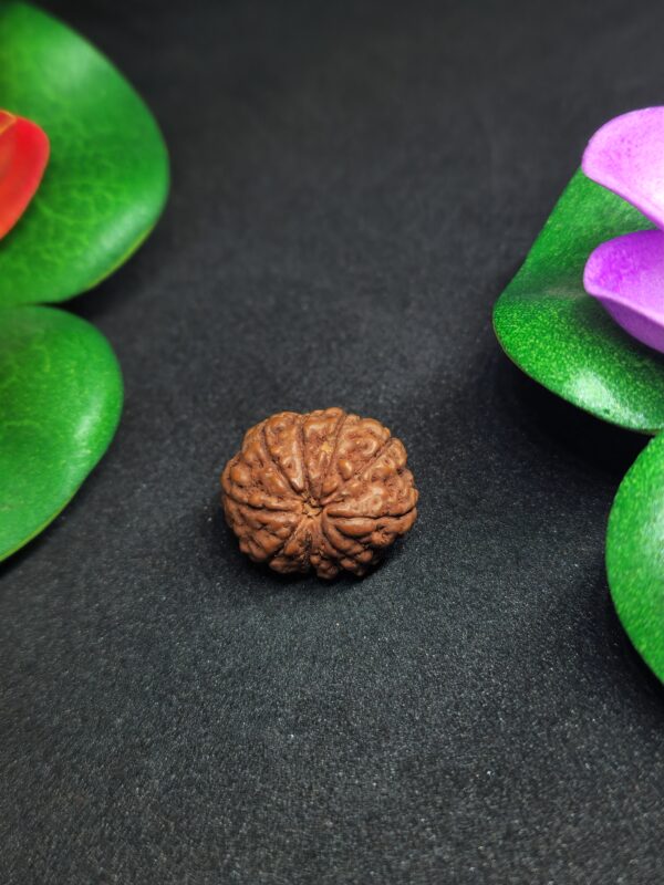 Rudraksha Indo 9-Mukhi